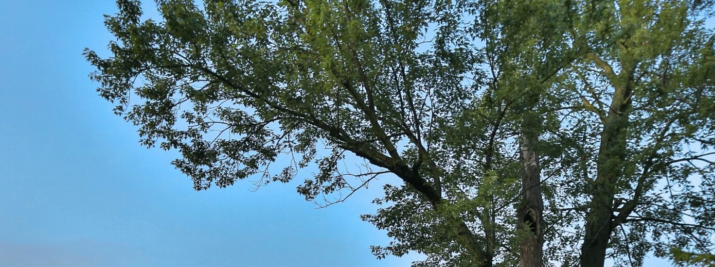 Banner-Tree-Resized-9-20-16