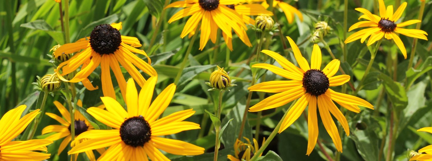 Black Eyed Susans