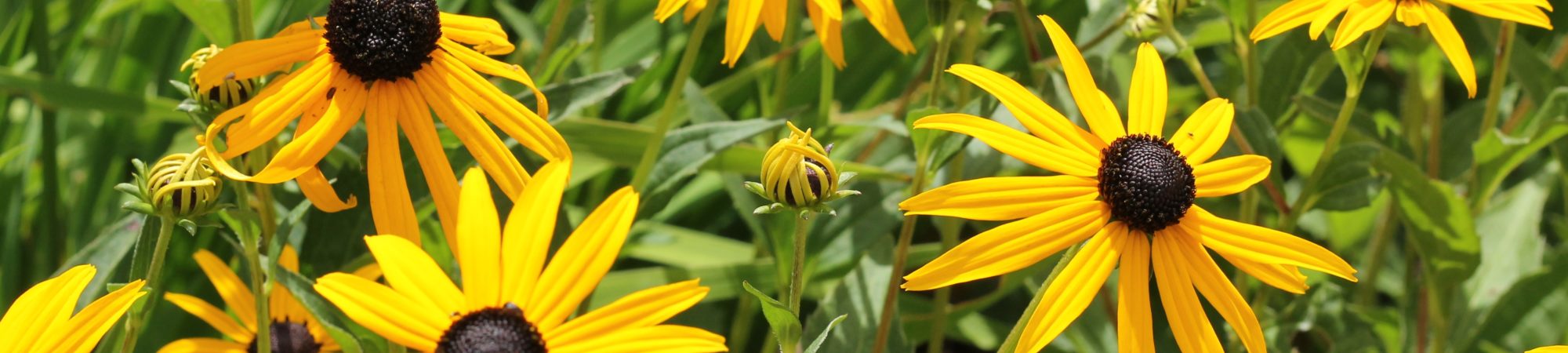 Black Eyed Susans